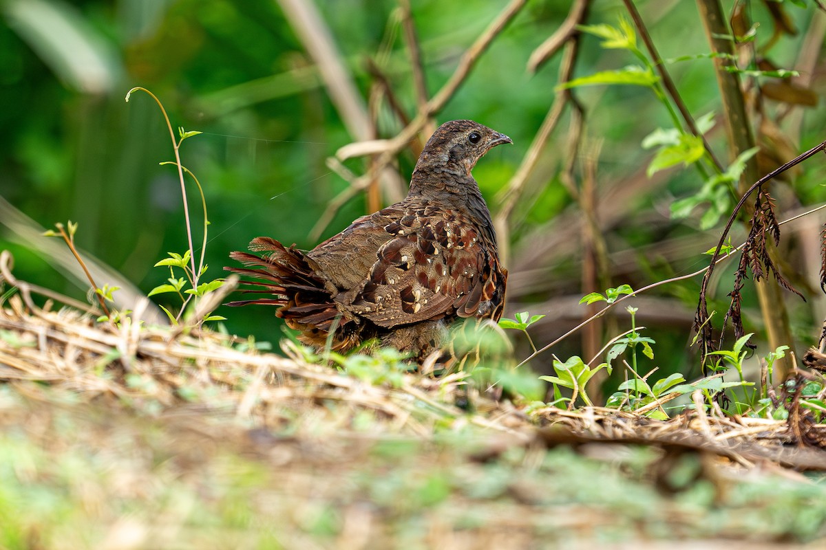 Taiwan Bamboo-Partridge - ML624220079