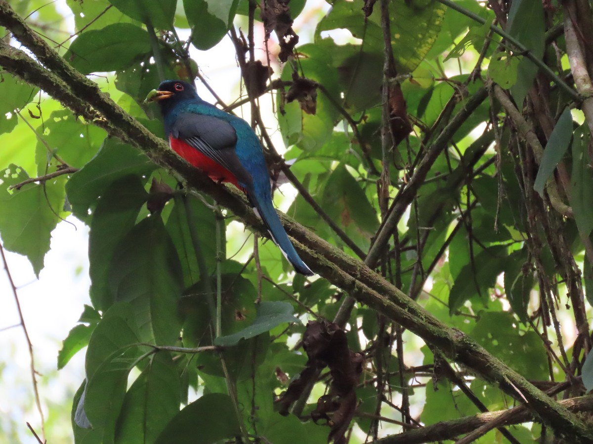 Masked Trogon - ML624220080