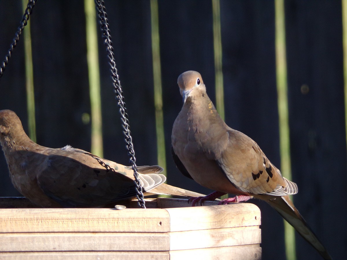 Mourning Dove - ML624220084