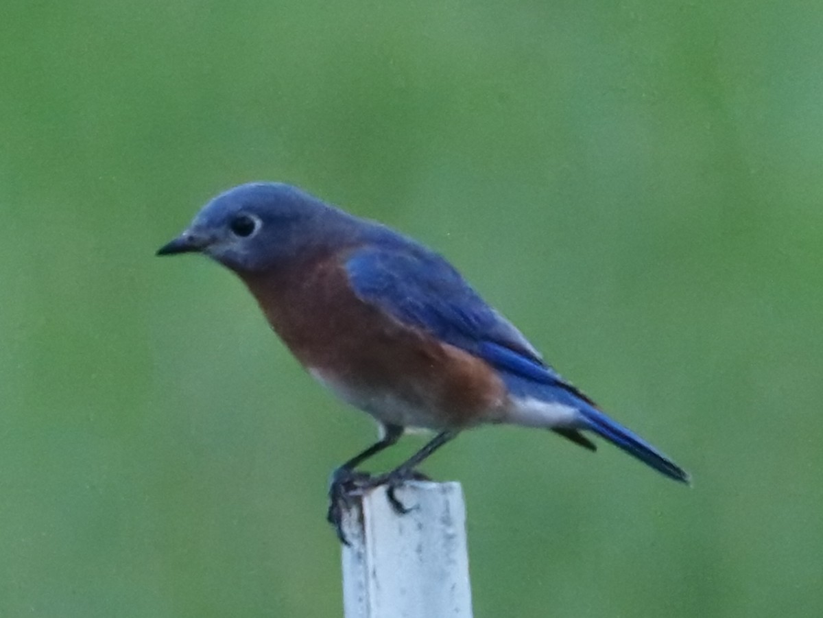 Eastern Bluebird - ML624220085