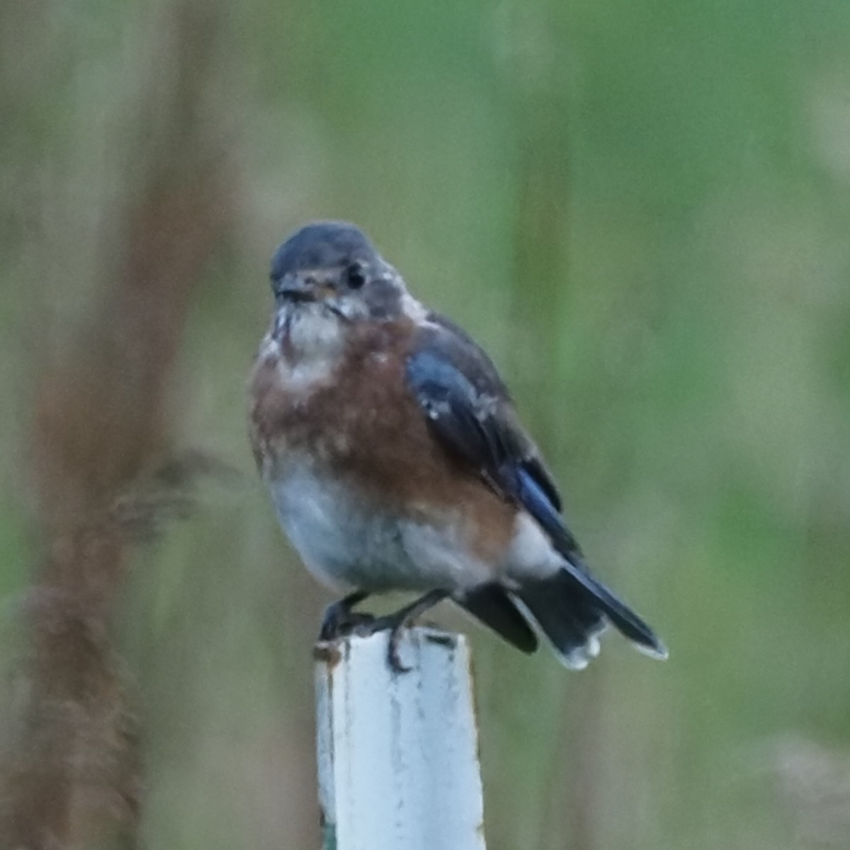 Eastern Bluebird - ML624220086