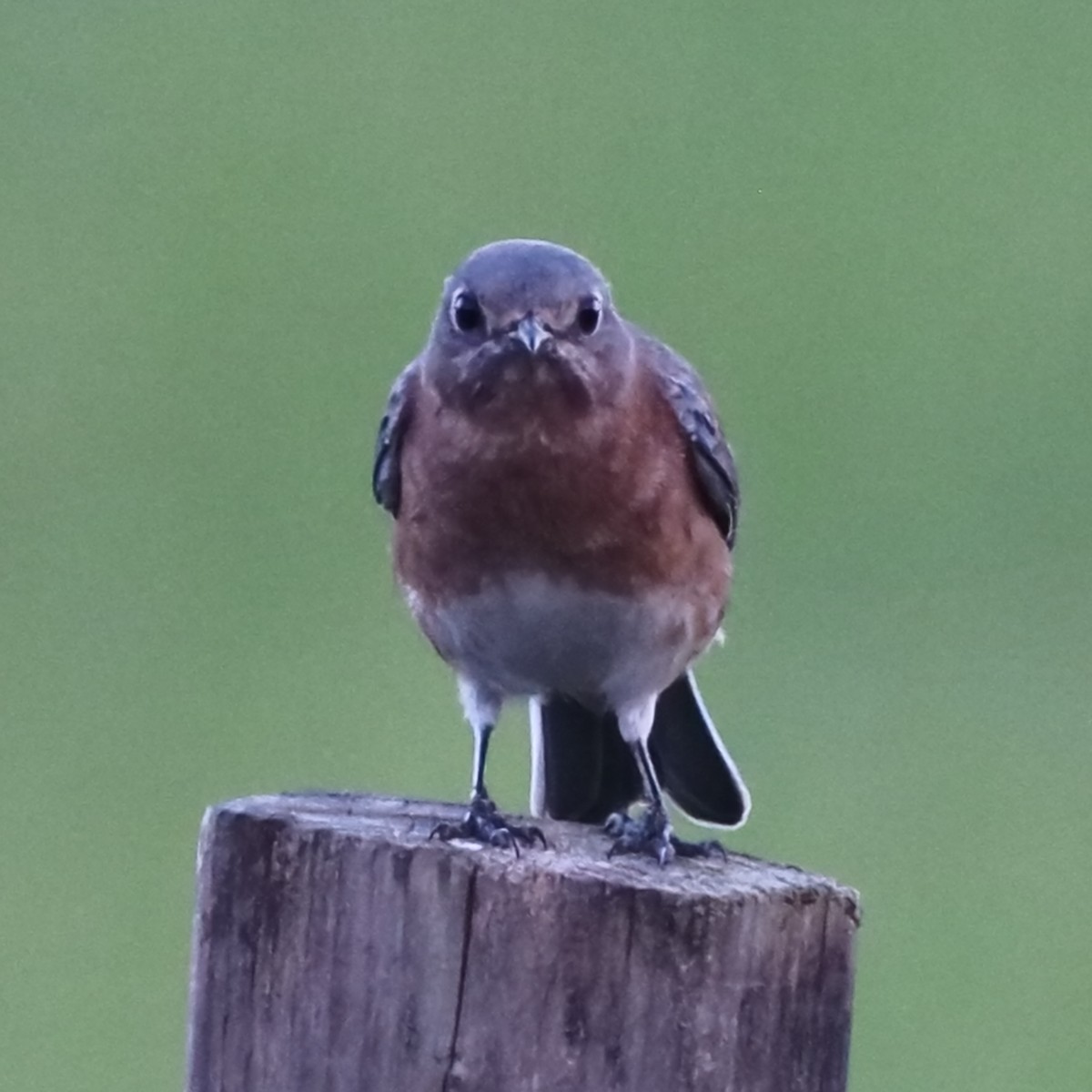 Eastern Bluebird - ML624220087