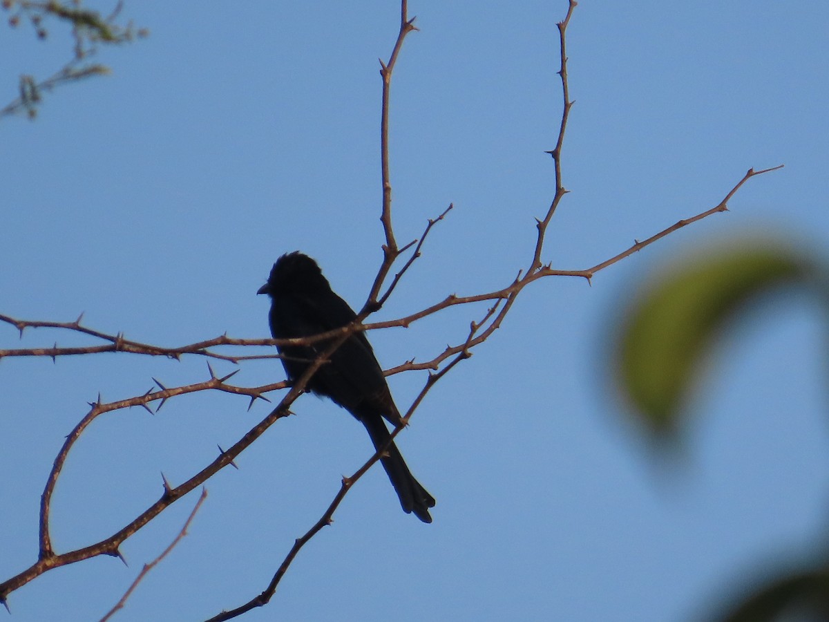 Black Drongo - ML624220090