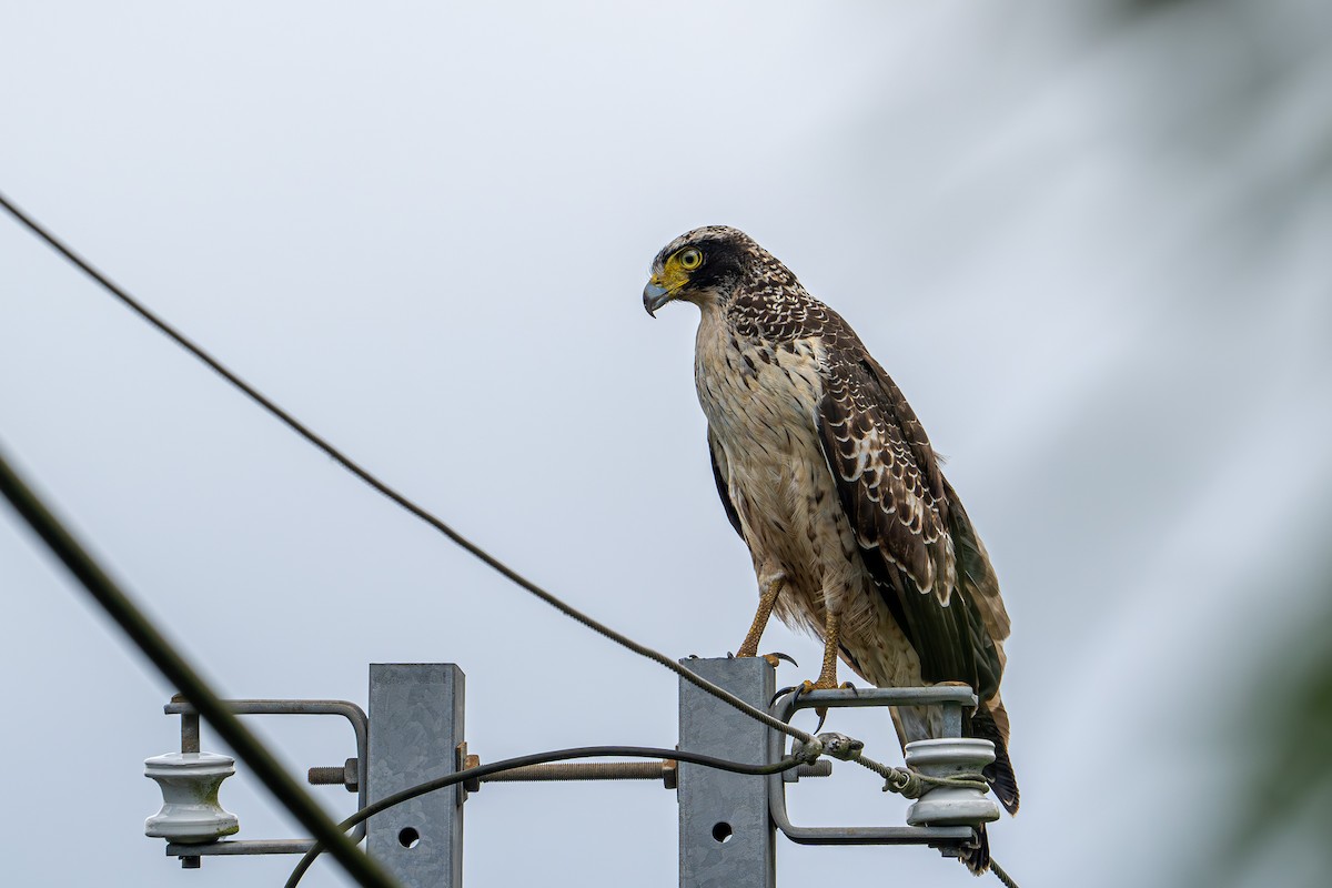 Crested Serpent-Eagle (Crested) - Honming Chang