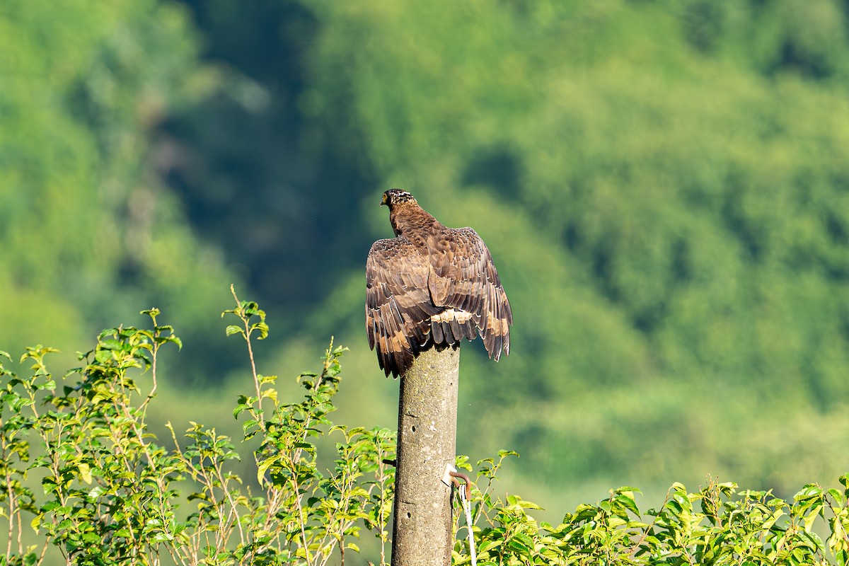 Crested Serpent-Eagle (Crested) - ML624220094