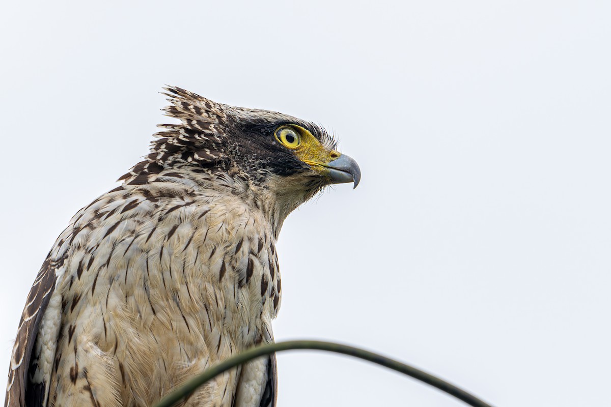 Crested Serpent-Eagle (Crested) - ML624220095