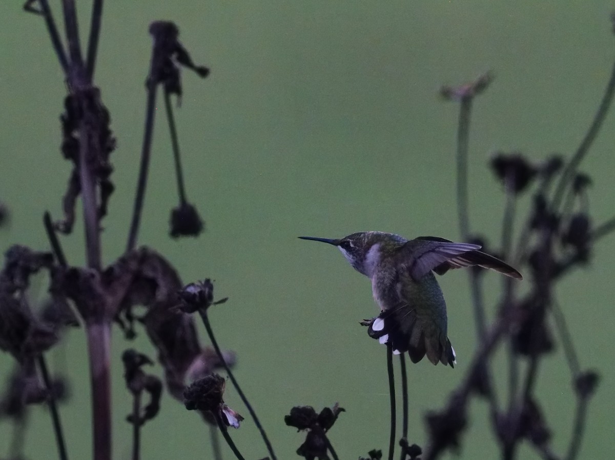 Ruby-throated Hummingbird - ML624220096