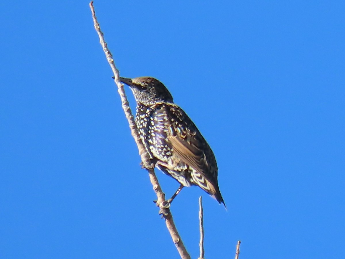 European Starling - ML624220097