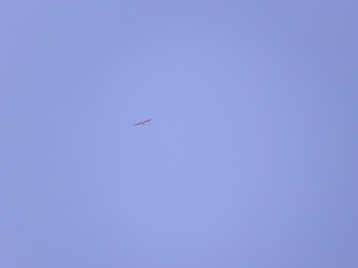 Swainson's Hawk - ML624220099