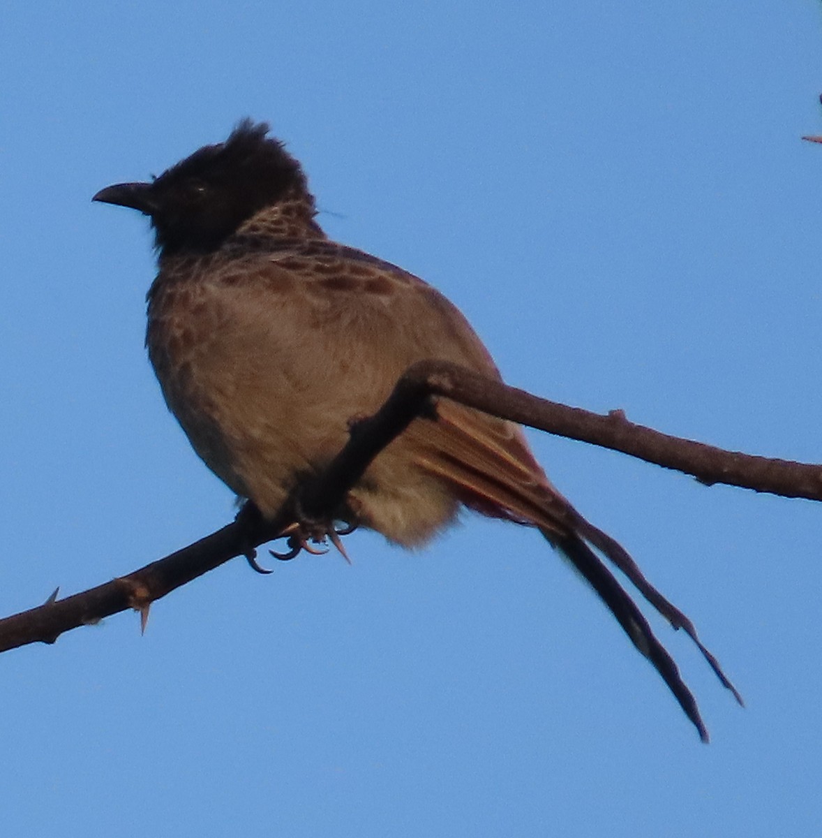 Red-vented Bulbul - ML624220100