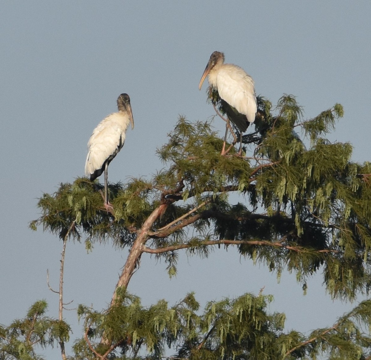 Wood Stork - ML624220101