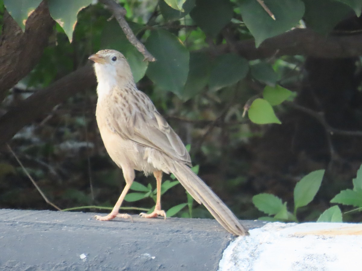 Common Babbler - ML624220102