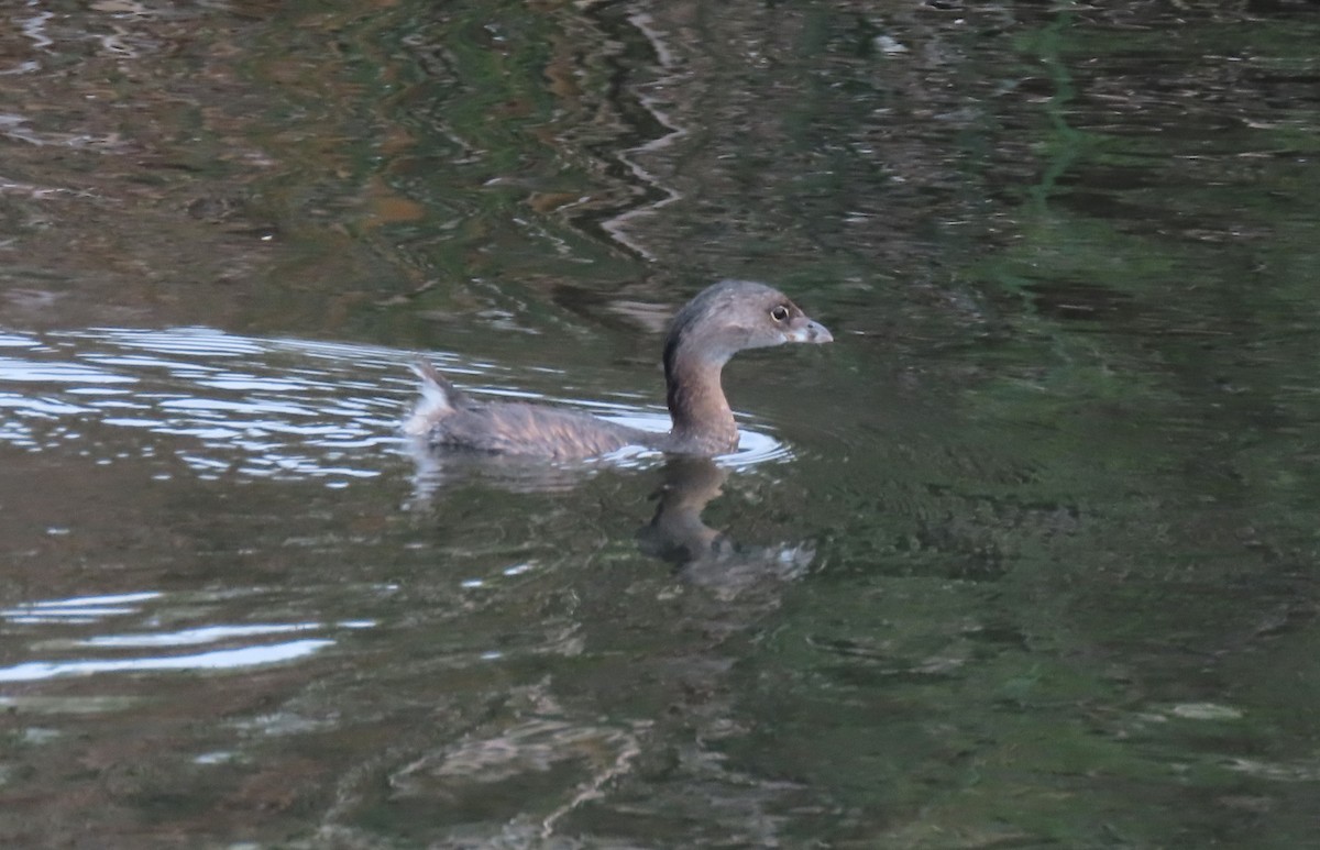 Pied-billed Grebe - ML624220105