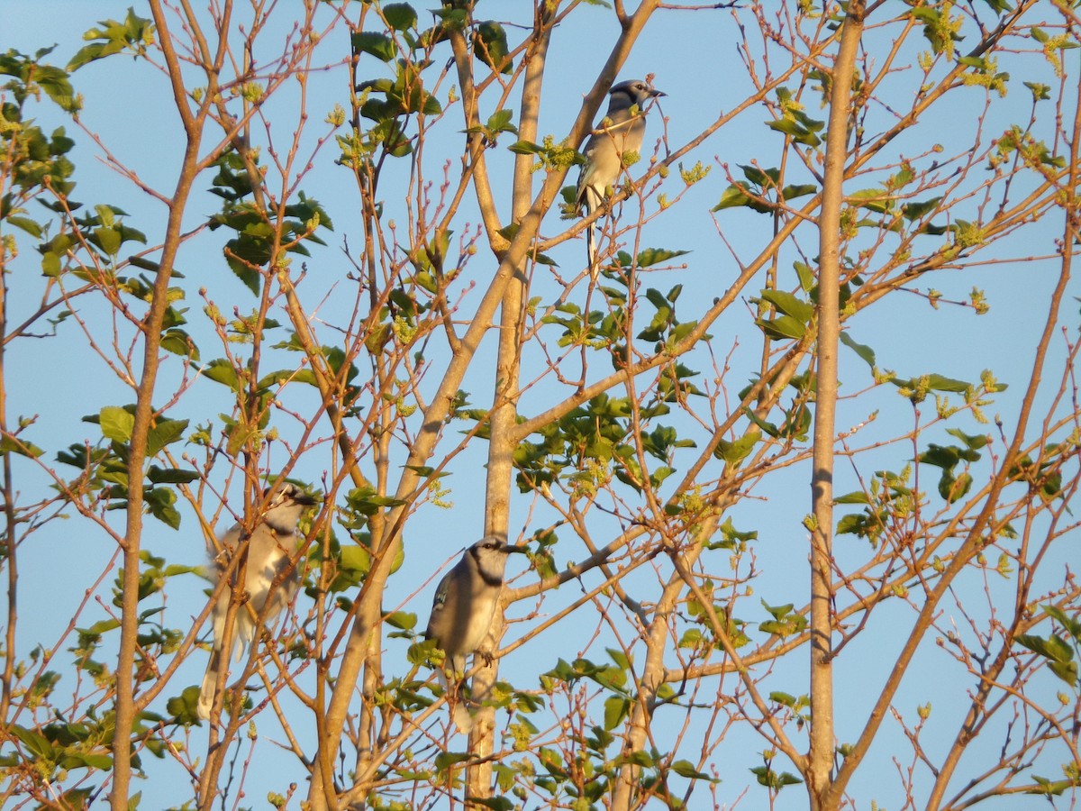 Blue Jay - ML624220106