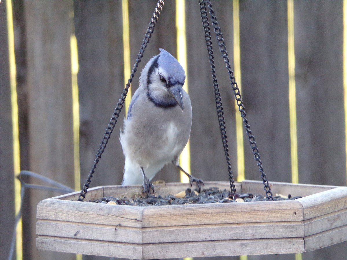 Blue Jay - ML624220107