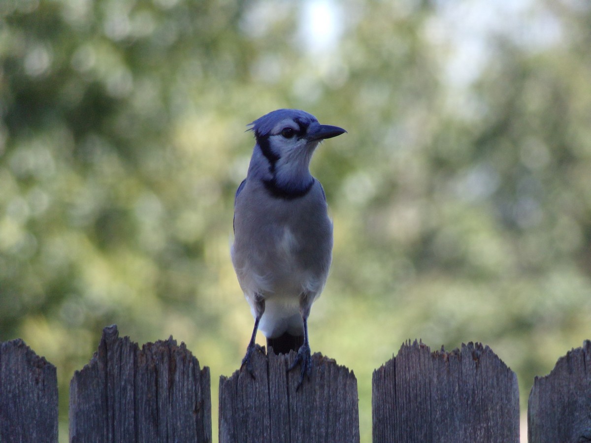 Blue Jay - ML624220108