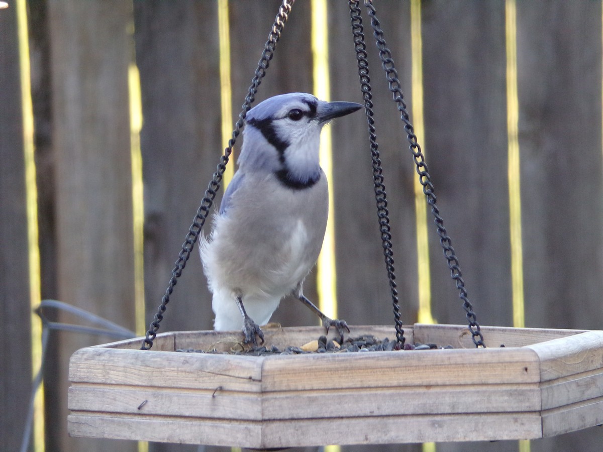 Blue Jay - ML624220109