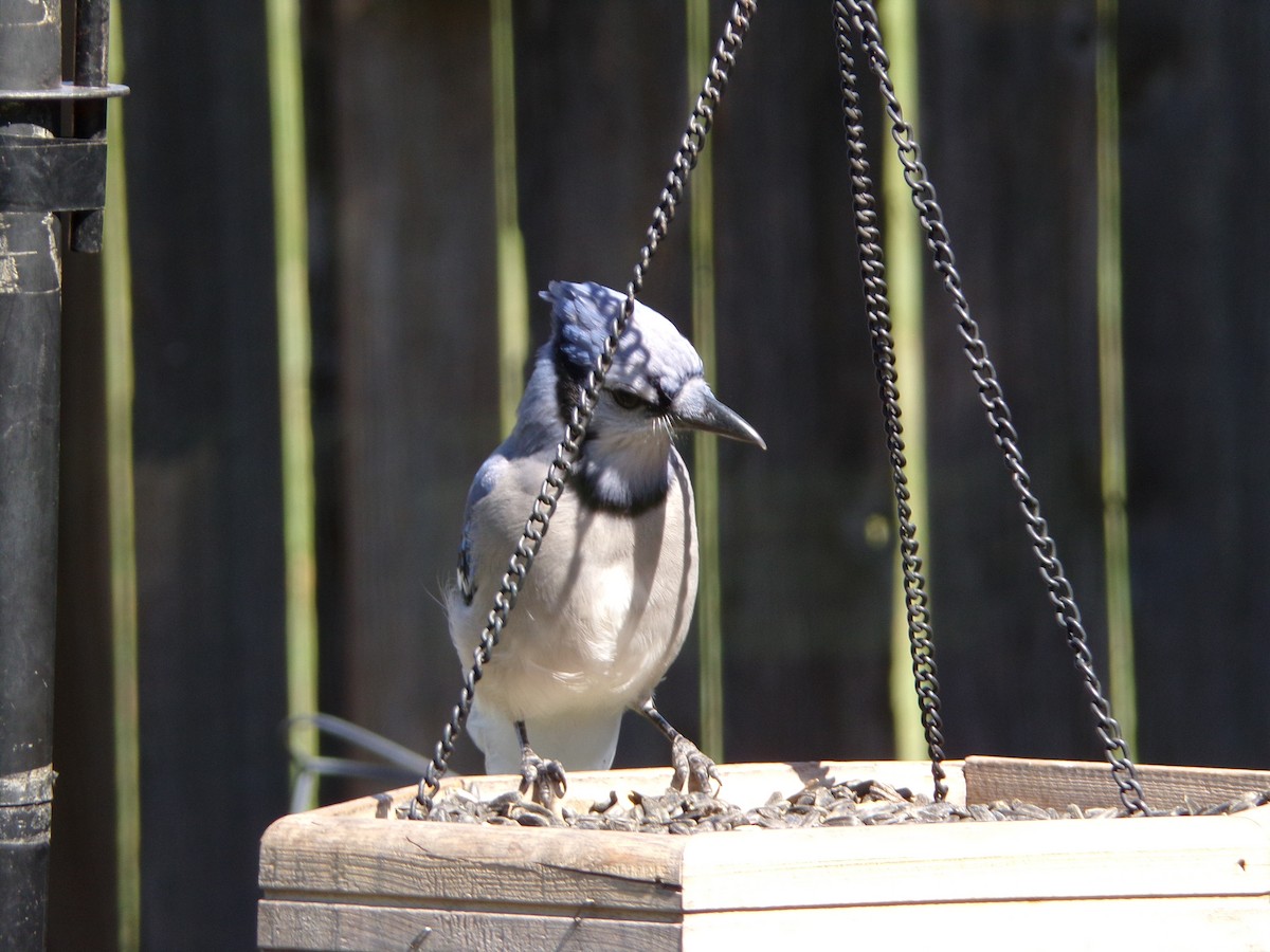 Blue Jay - ML624220110