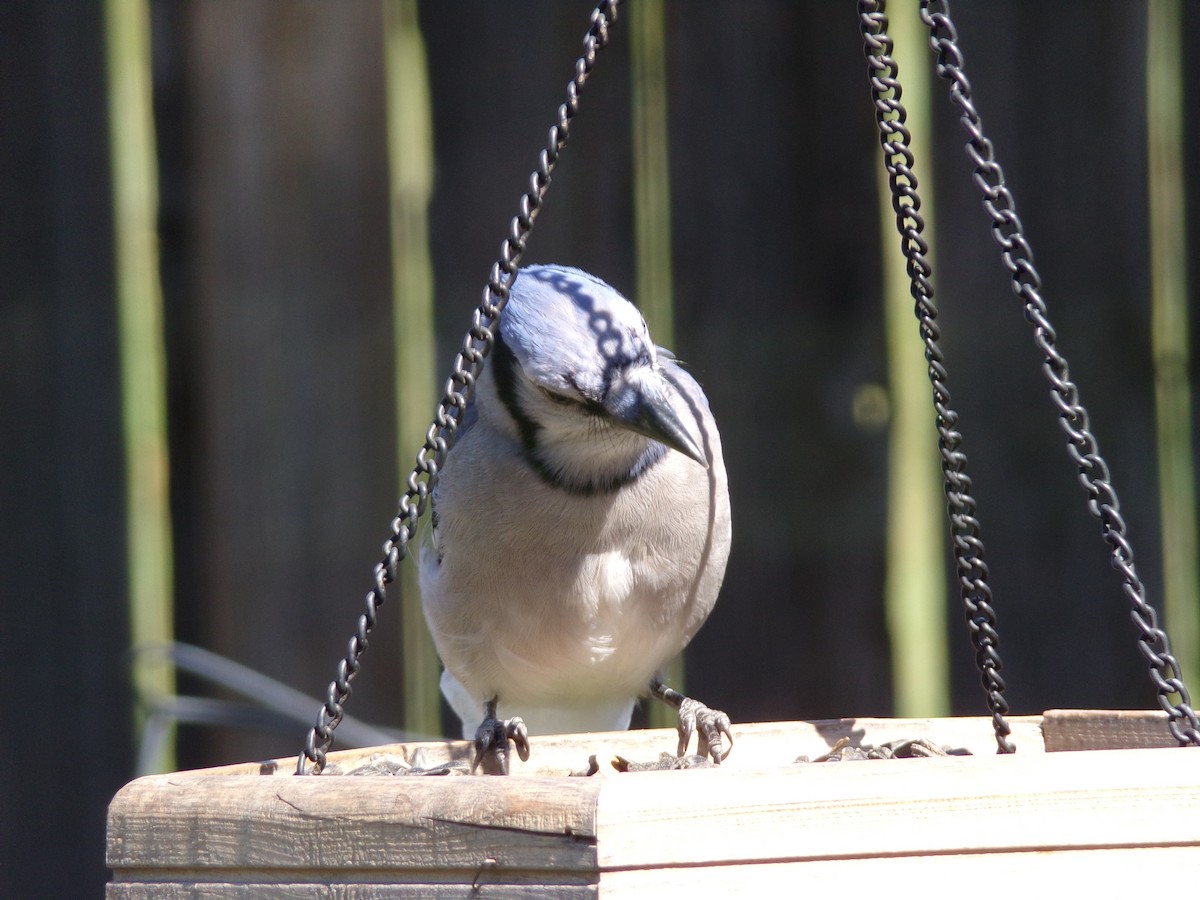 Blue Jay - ML624220111