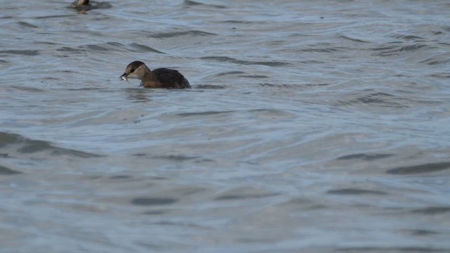 Little Grebe - ML624220112