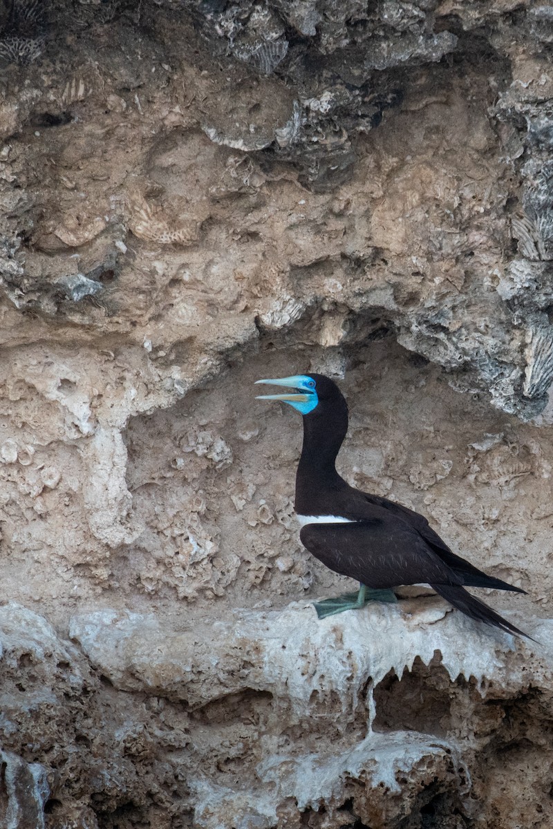 Brown Booby - ML624220114