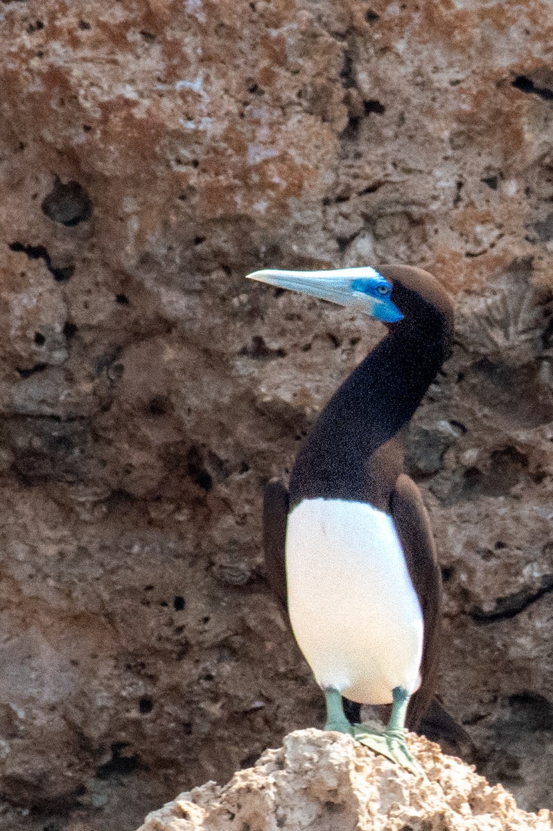 Brown Booby - ML624220115