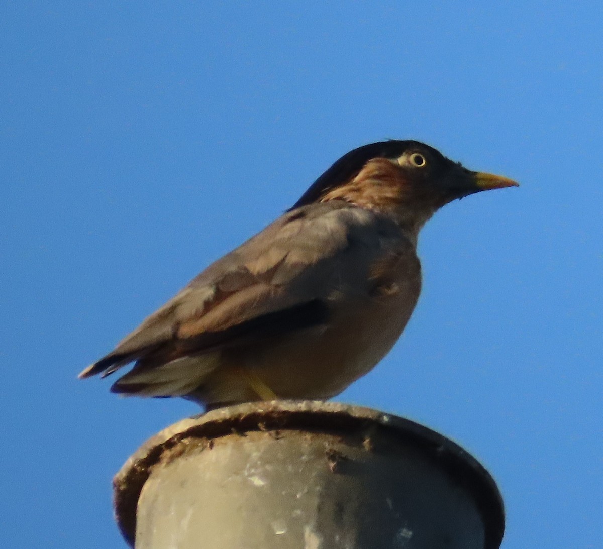 Brahminy Starling - ML624220116