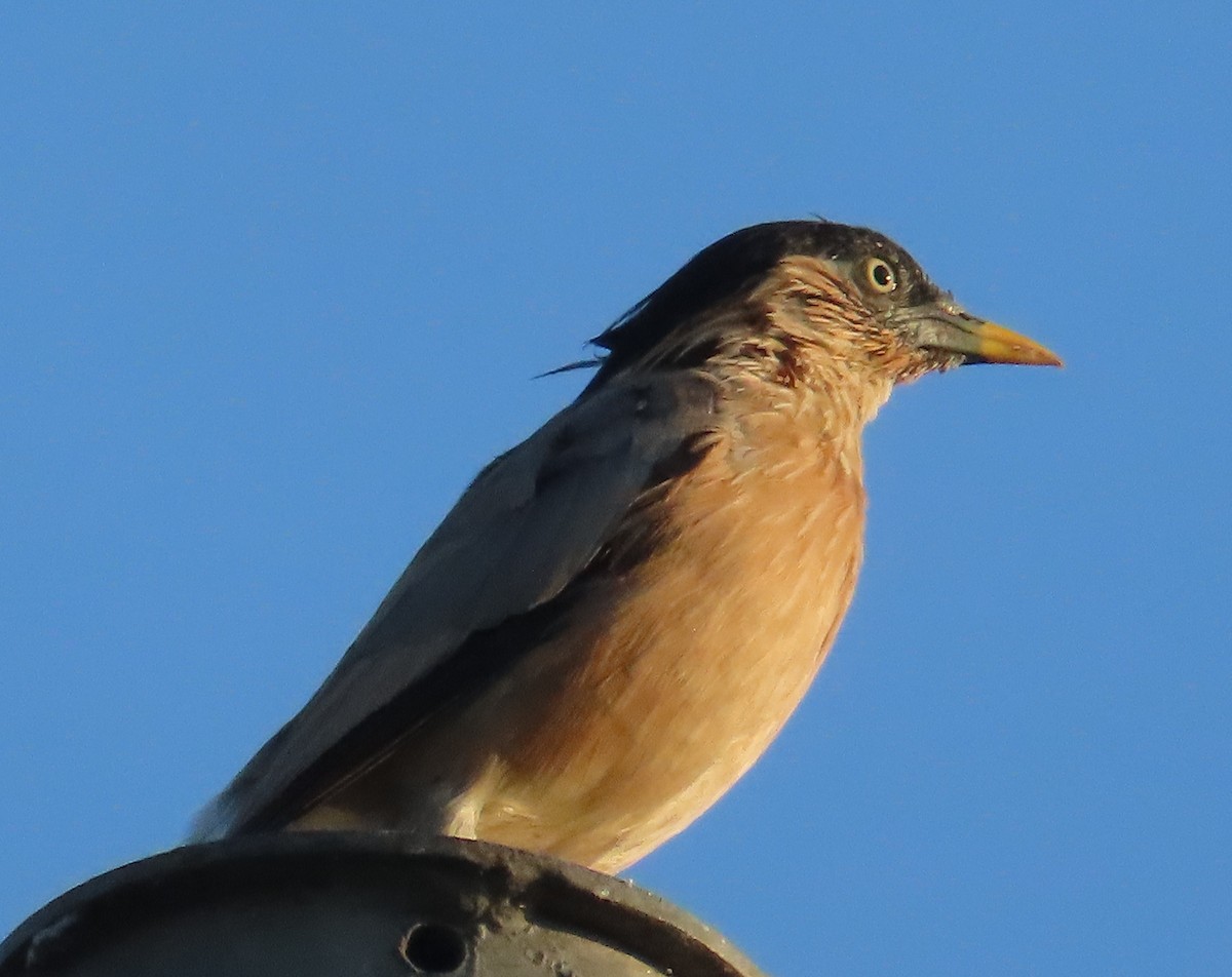 Brahminy Starling - ML624220117