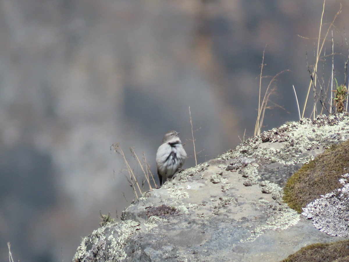 Ash-breasted Sierra Finch - ML624220122