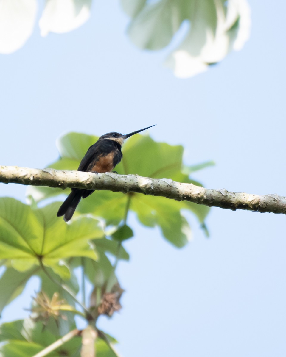 Dusky-backed Jacamar - ML624220124