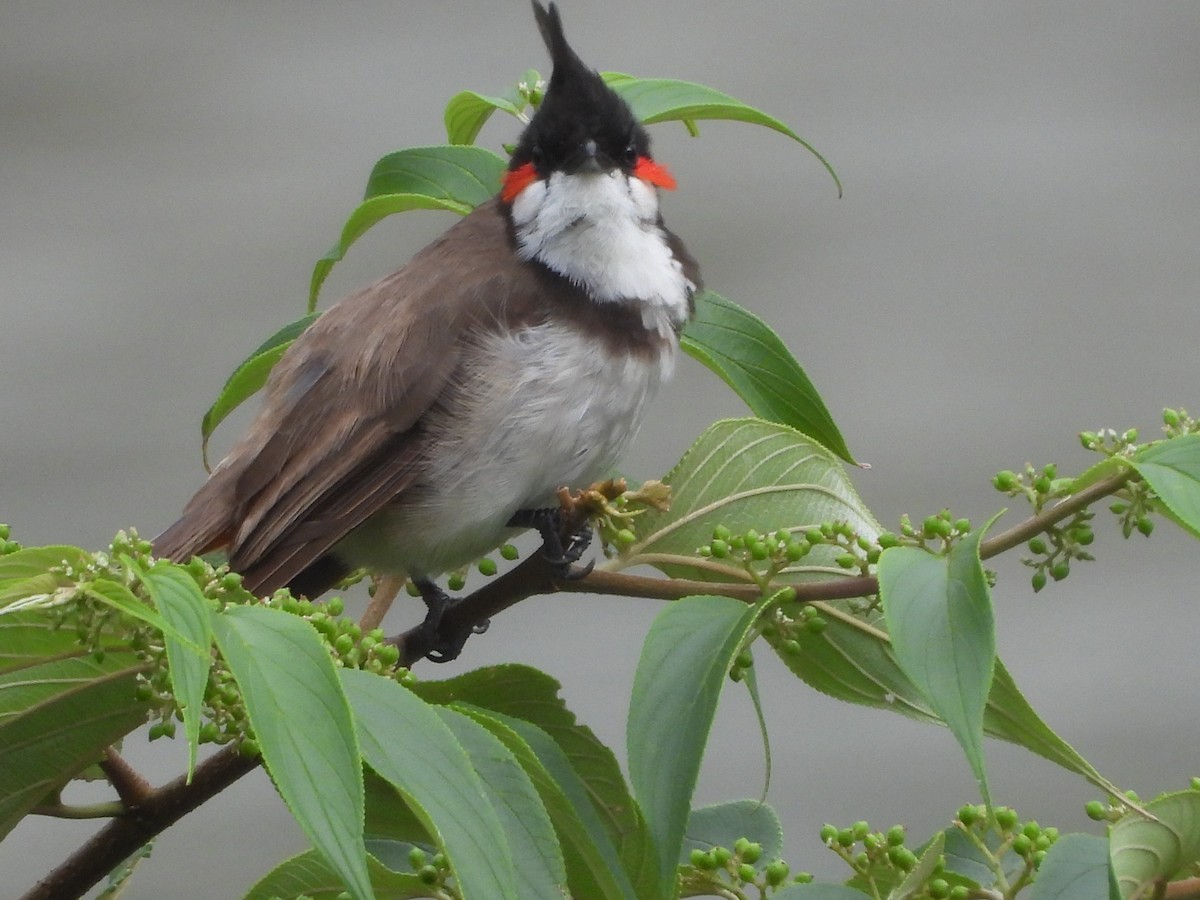 Red-whiskered Bulbul - ML624220125