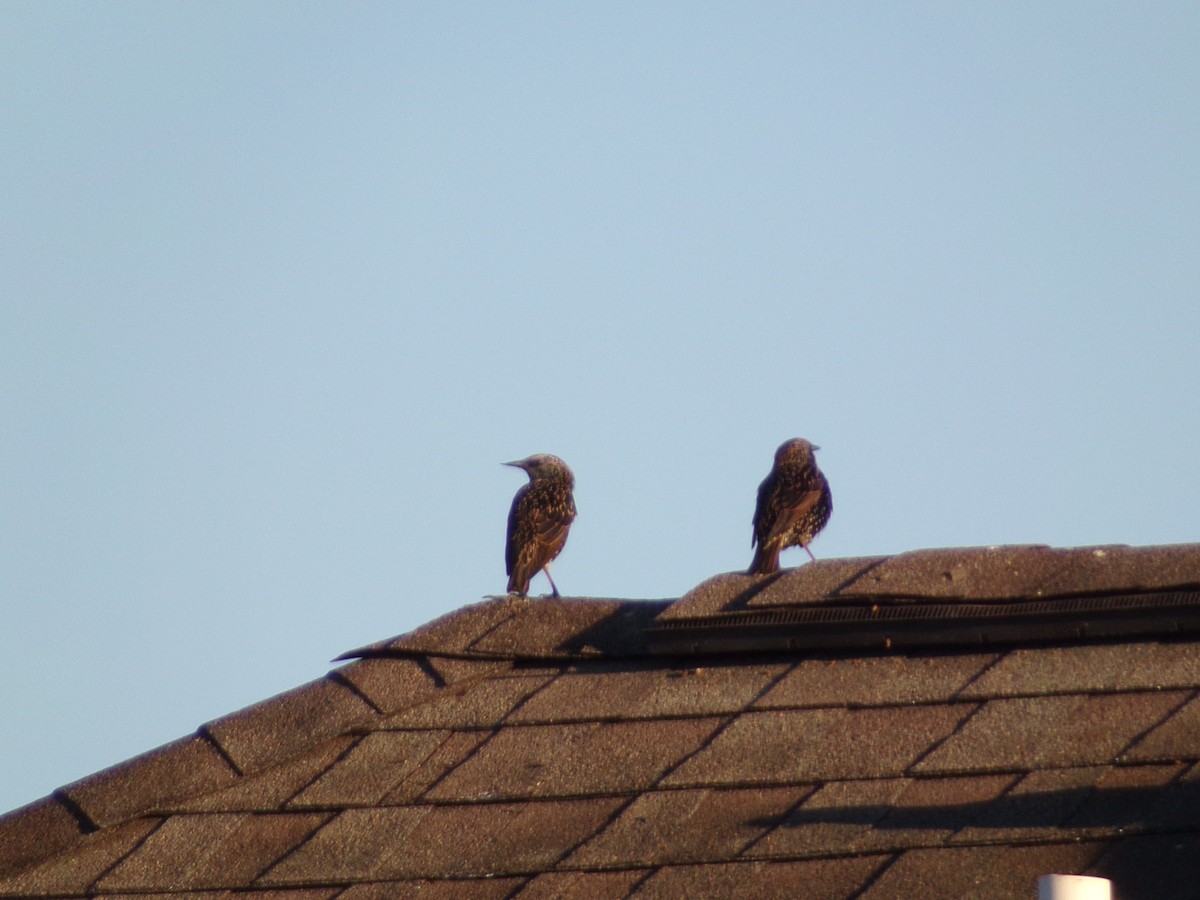 European Starling - ML624220126