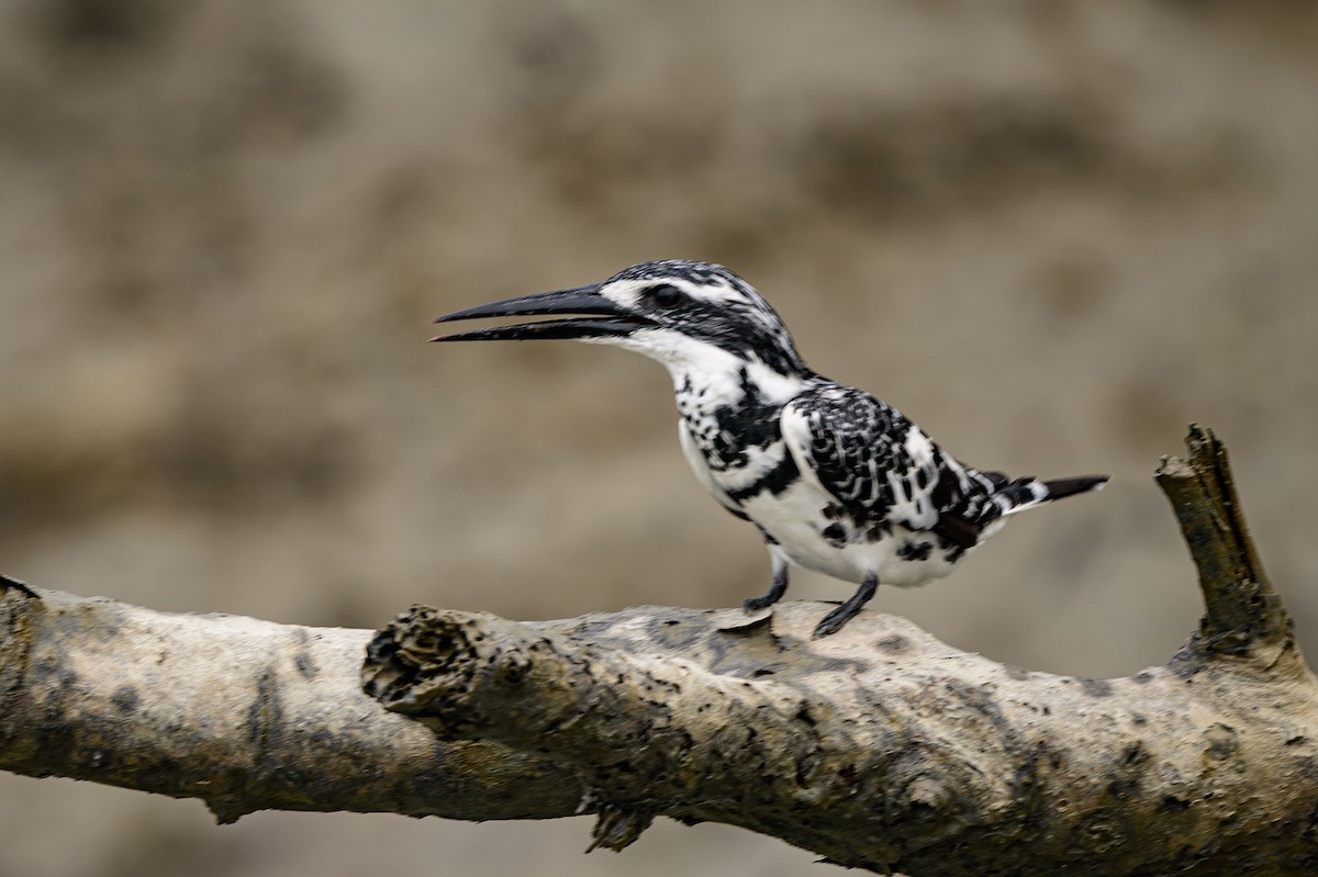 Pied Kingfisher - ML624220128