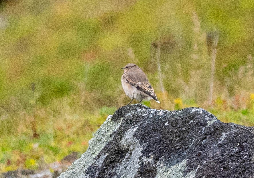 Northern Wheatear - Richard Thunen