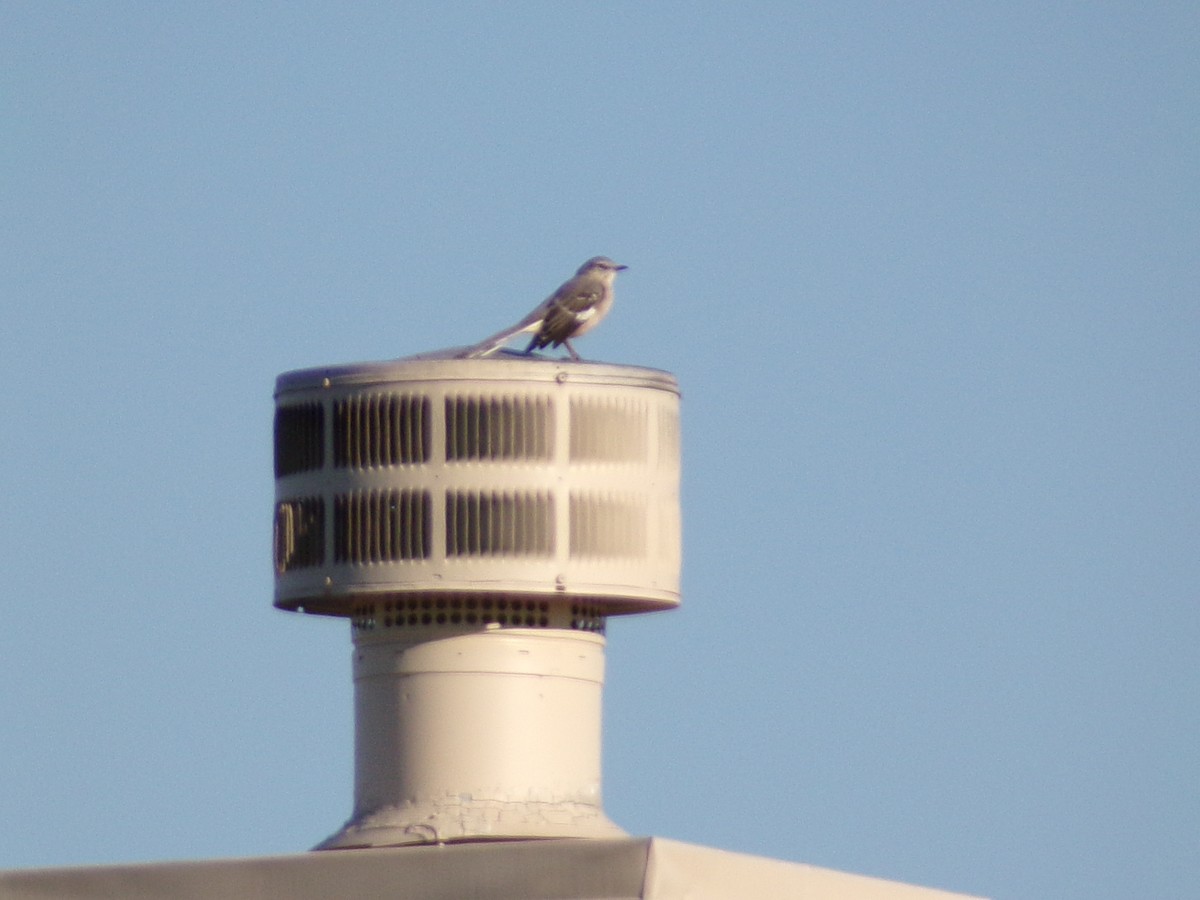 Northern Mockingbird - ML624220136