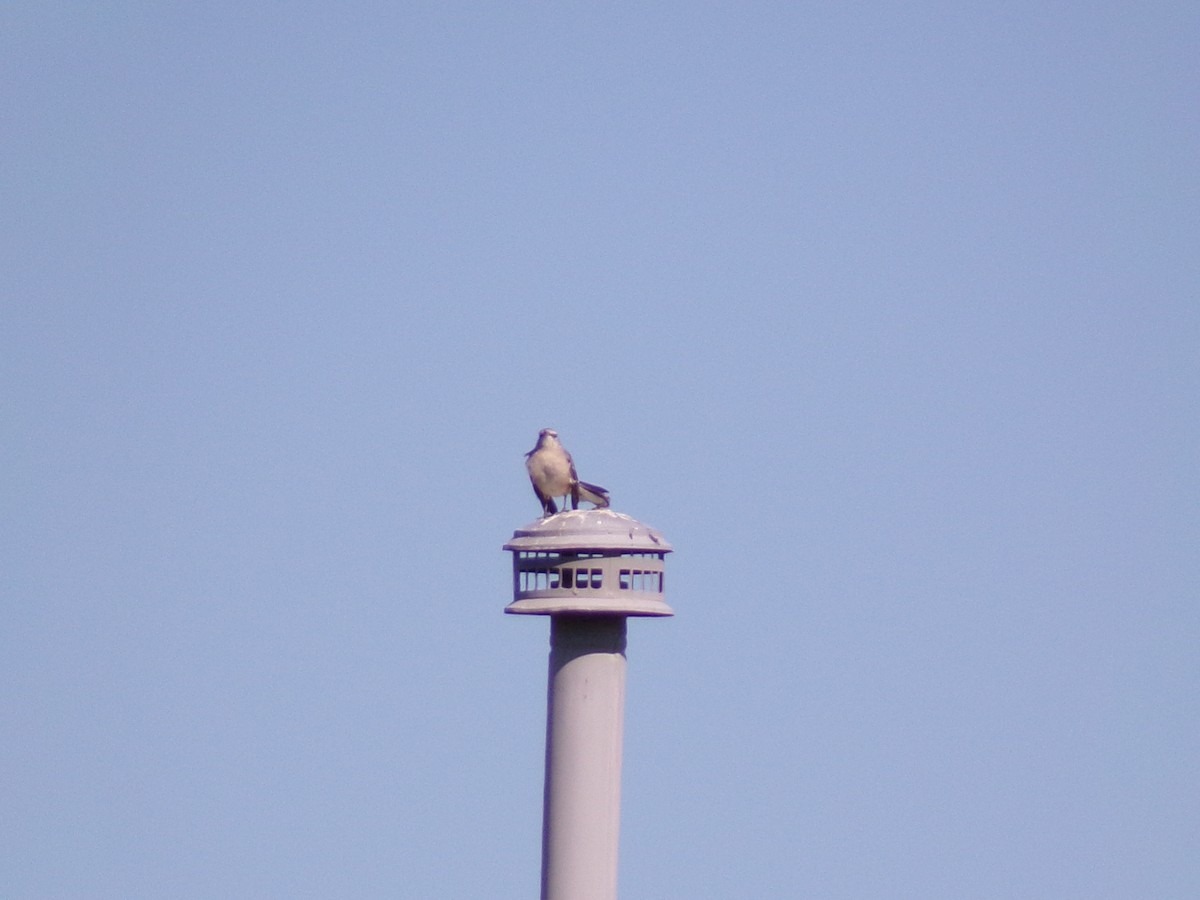 Northern Mockingbird - ML624220137