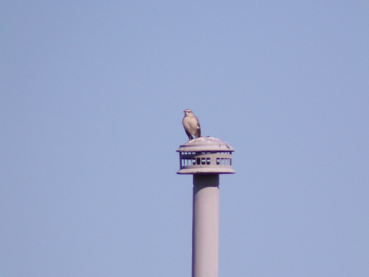 Northern Mockingbird - ML624220138