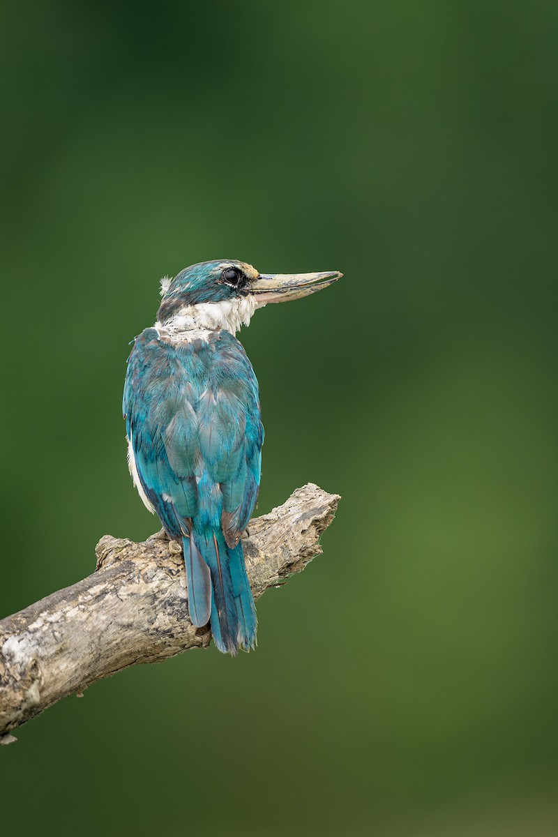 Collared Kingfisher - ML624220139