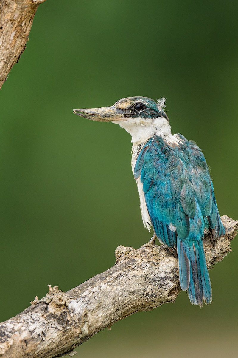 Collared Kingfisher - Sudhir Paul