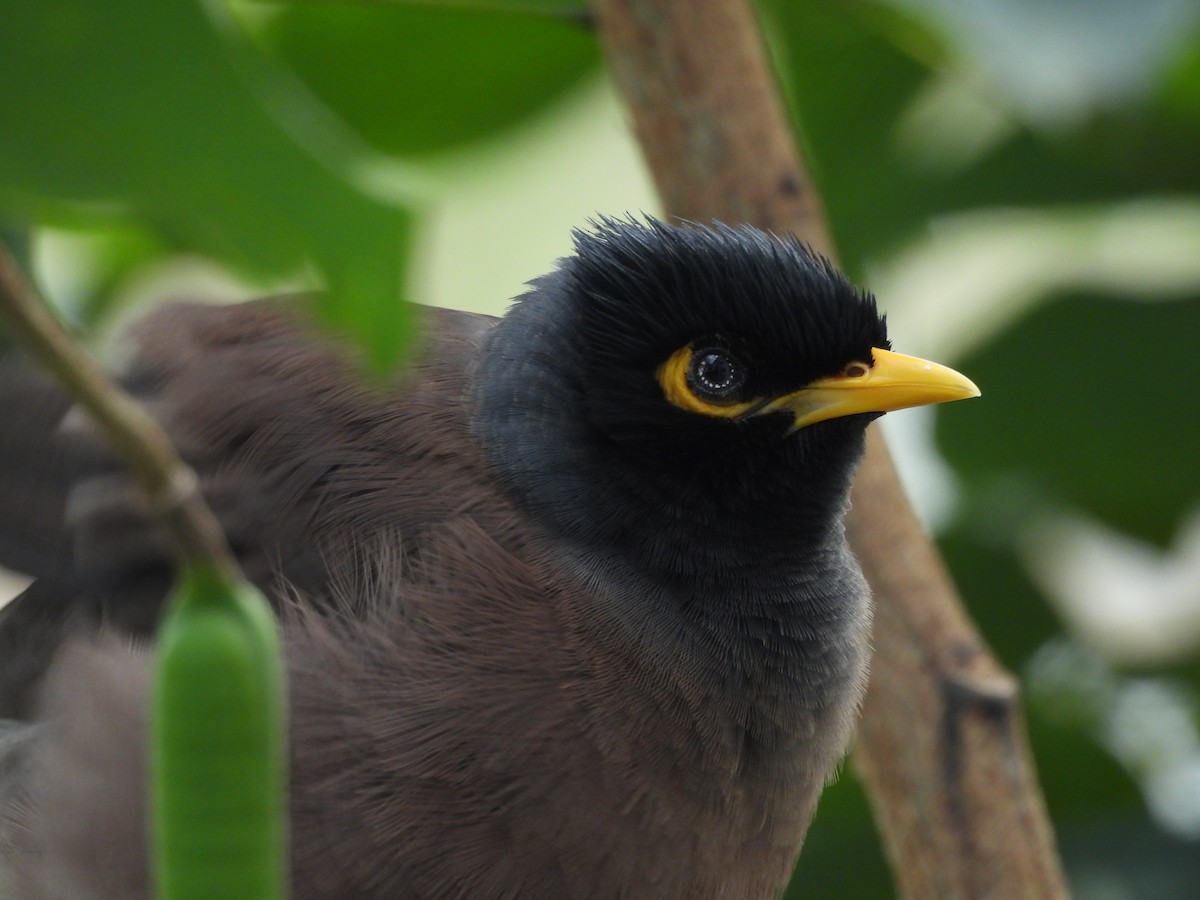 Common Myna - ML624220145