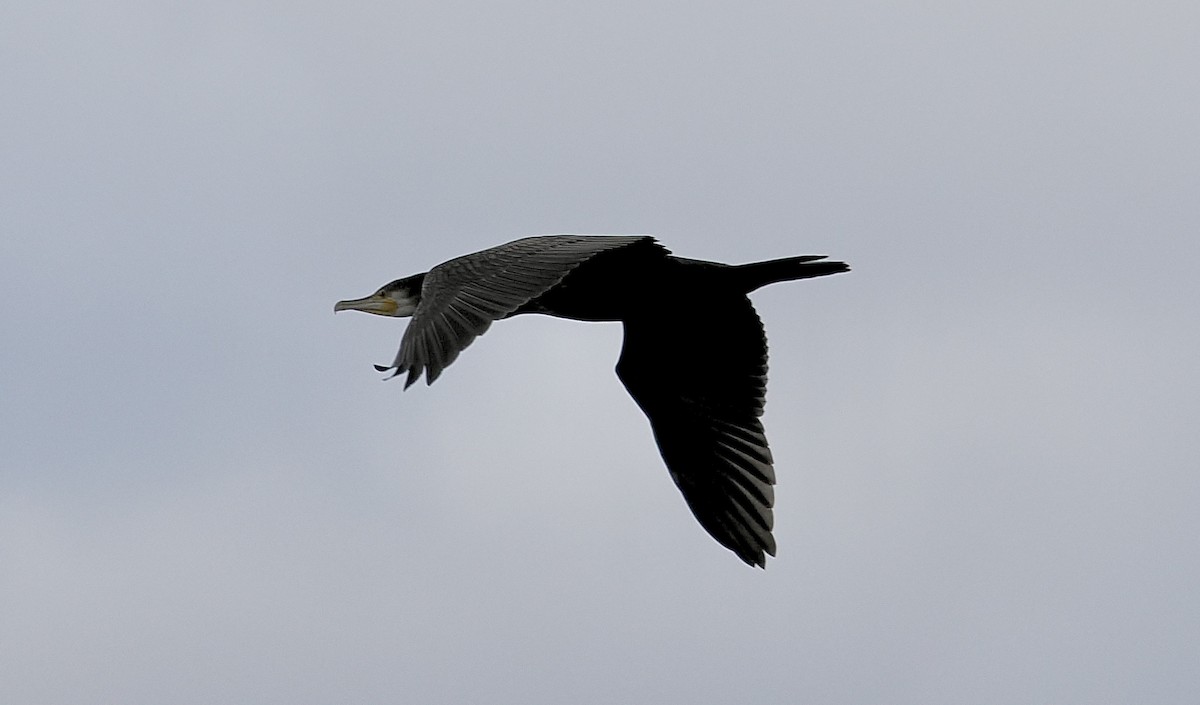 Great Cormorant - ML624220151