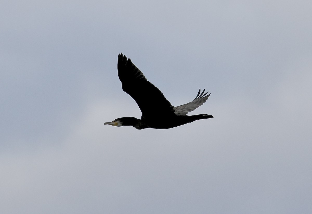 Great Cormorant - Isa Dav