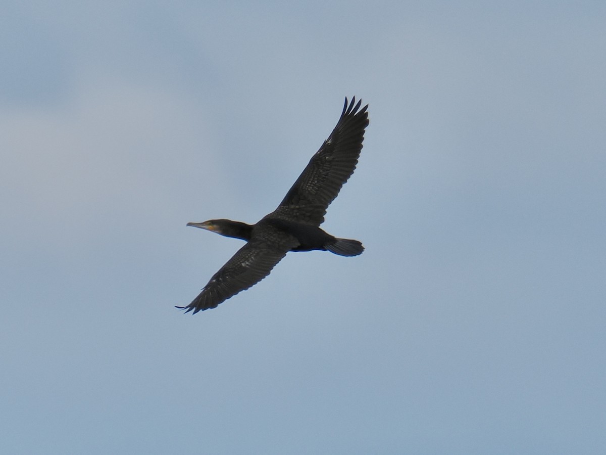 Great Cormorant - ML624220153