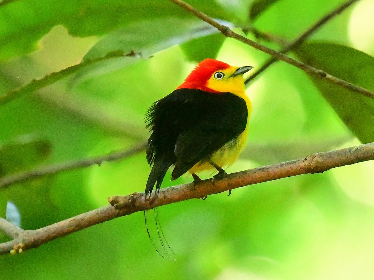 Wire-tailed Manakin - ML624220155