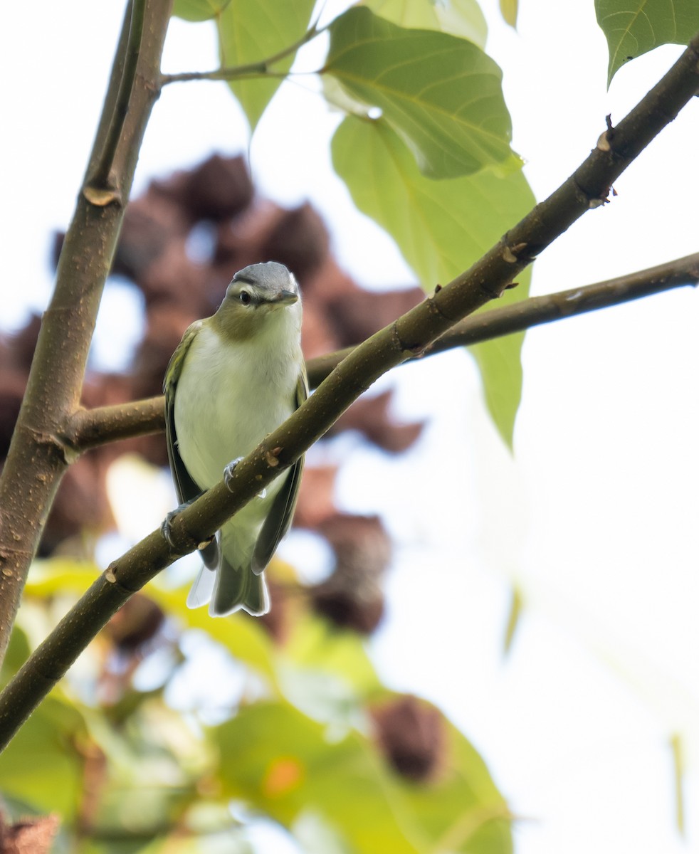 Kızıl Gözlü Vireo - ML624220157