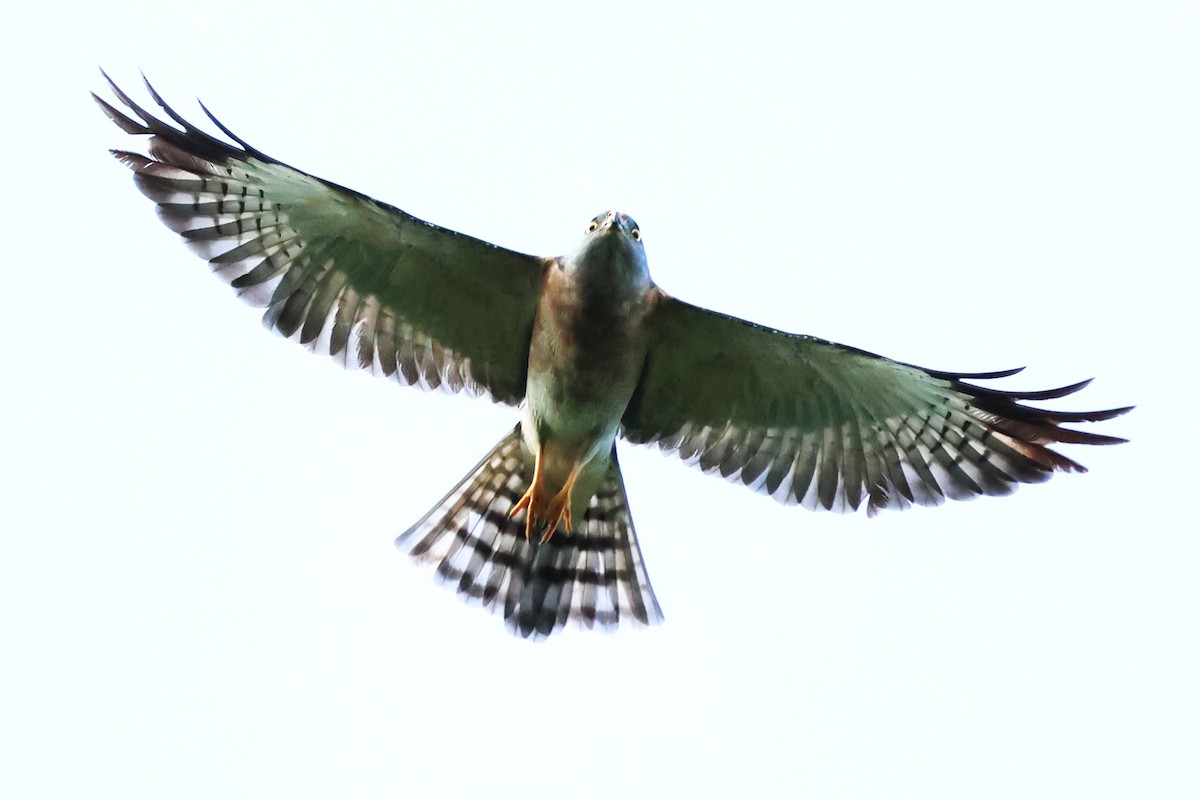 Chinese Sparrowhawk - Mei-Luan Wang