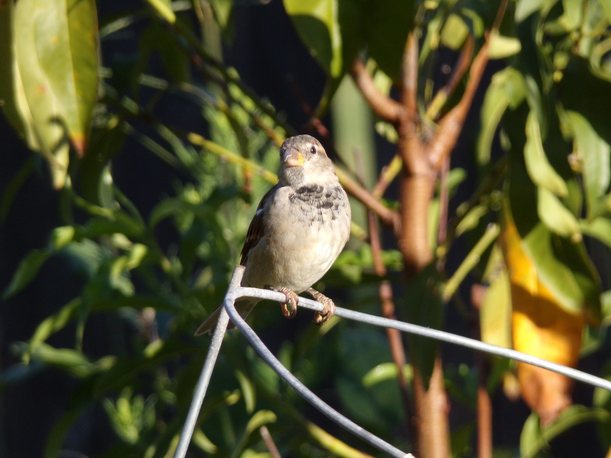 House Sparrow - ML624220162