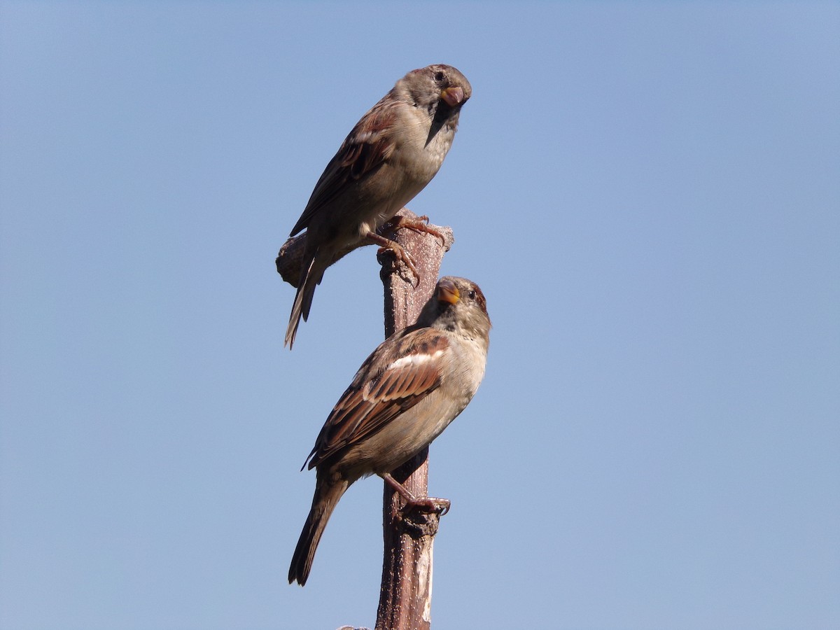 Moineau domestique - ML624220163