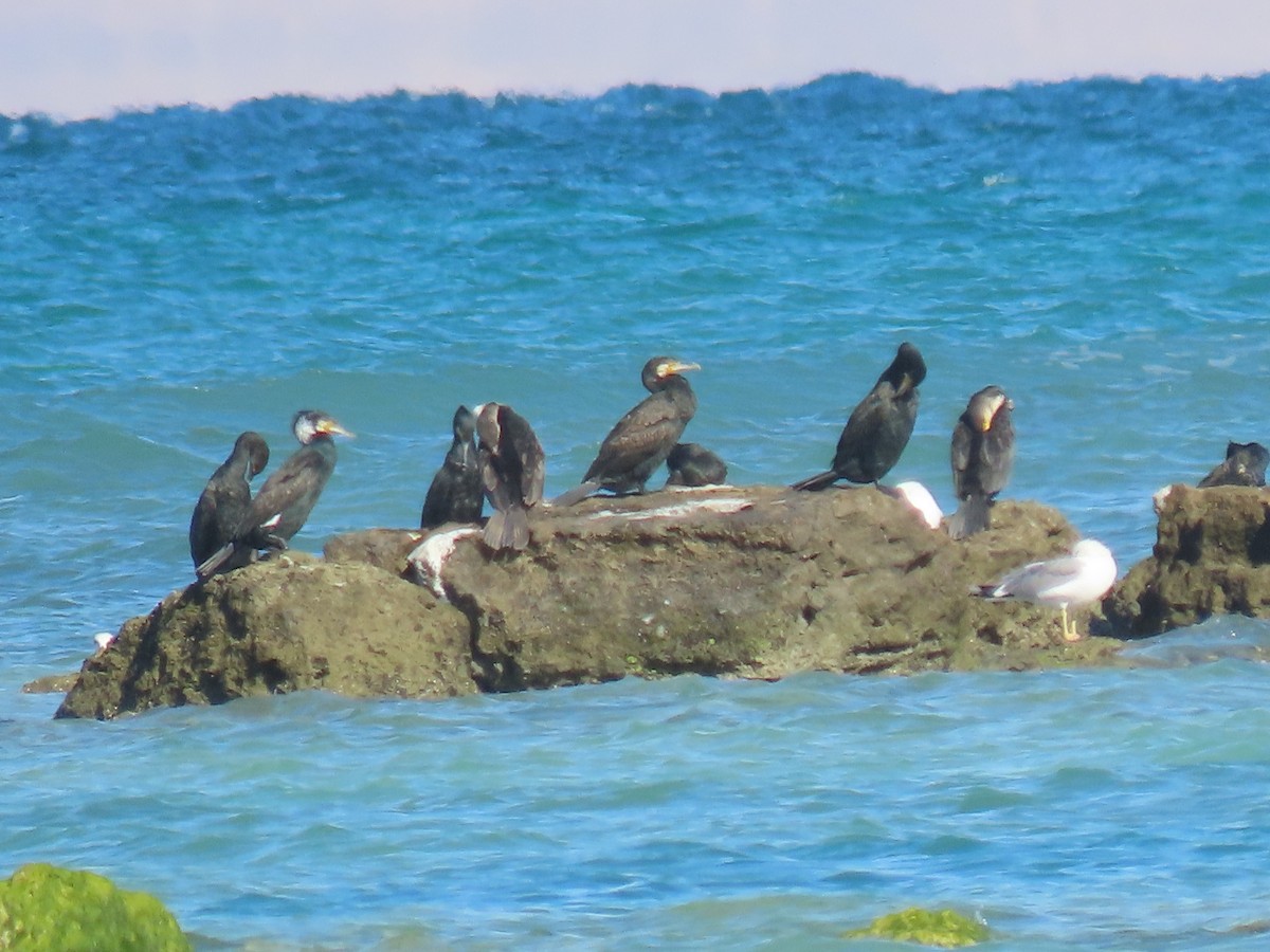 Great Cormorant - ML624220164