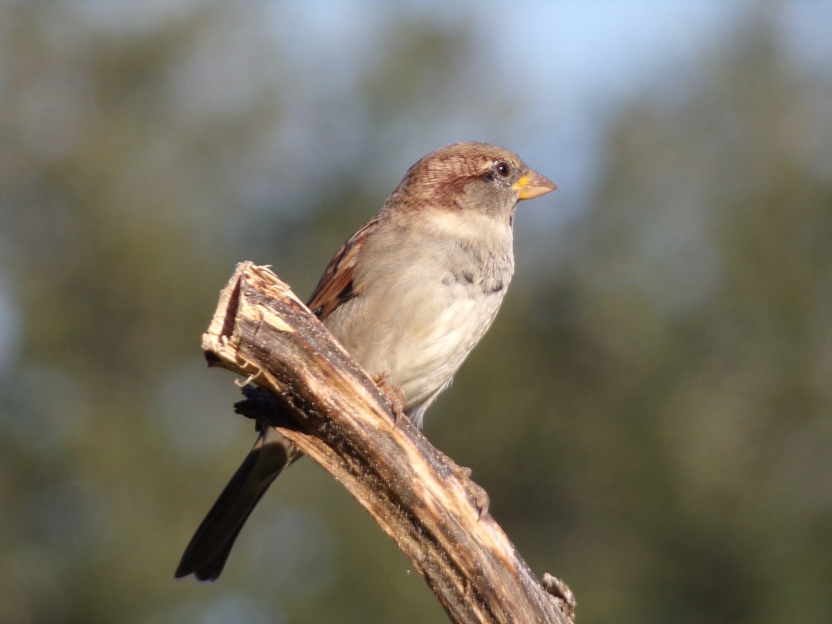 Moineau domestique - ML624220165